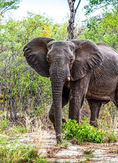 ONLINE: Botswana - tradice, příroda a životní styl -Kolem Světa, stream, Online