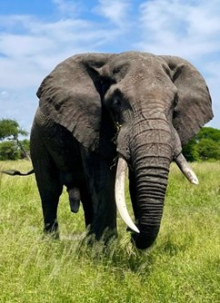 ONLINE PRO DĚTI: Cesta do Afriky -Kolem Světa, stream, Online
