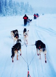 ONLINE: Laponsko - ze dne na den arktickým průvodcem
