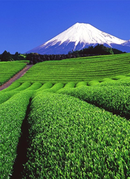 Degustace japonských čajů a dezertů
