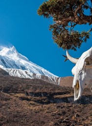 Nepál - hlavně sololit a killer (Manaslu circuit + Poon hill