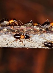 Ozvěny EKOfilmu: Svět podle termitů
