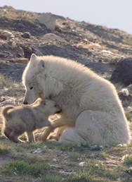 Ozvěny EKOfilmu - Bílí vlci: Přízraky Arktidy