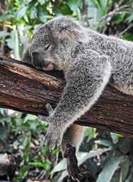 Austrálie - Jak může vypadat celý rok bez plánu?