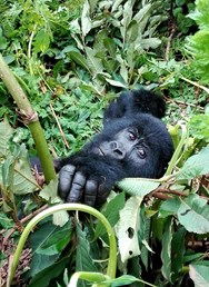 Uhrančivá Uganda - cesta jako žádná ze sta (Lucie Korábková)