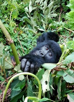 Uhrančivá Uganda - cesta jako žádná ze sta (Lucie Korábková)