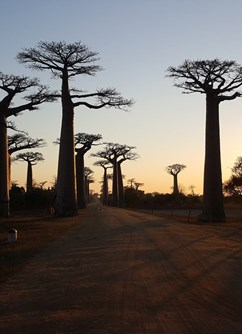 Madagaskar - Země krále Jelimána I Ústí nL