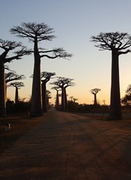 Madagaskar - Země krále Jelimána I Havířov