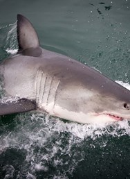 Sama mezi žraloky - Práce se žraloky v JAR-Tereza Košťálková