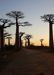 Madagaskar - Země krále Jelimána I Hradec Králové