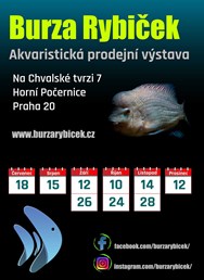 Burza rybiček - prodejní výstava akvarijních ryb