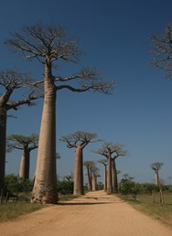 Kladno - Madagaskar - Petr Novák