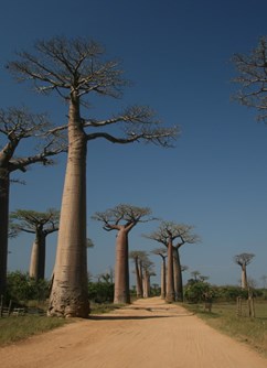 Kladno - Madagaskar - Petr Novák