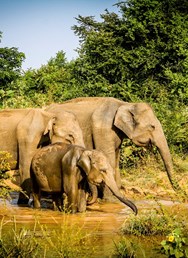 ONLINE: Srí Lanka - putování za přírodou (Milada Řeháková)