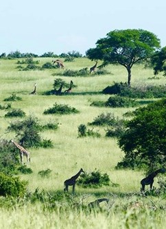 ONLINE: Uganda – po stopách horských goril (David Šrámek)