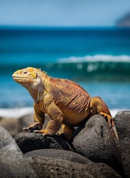 ONLINE: Galapágy s biologem (Hanka Svobodová)