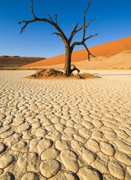 ONLINE: Divoká zvířata a krajina Namibie (Jan Miklín)