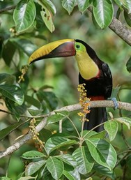 ONLINE: Kostarika - skryté kouty exotického ráje (Mullerová)