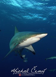 ONLINE: JAR - Kruger park a potápění se žraloky (M. Černý)