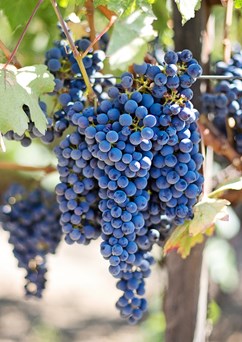 Krajské vinobraní a dožínky na zámku Kačina