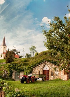 Po stopách opičky Emilky za mladým vrbeckým vínem