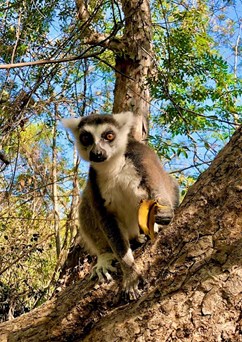 Madagaskar