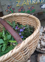 Kurz bylinkářství v Experimentální zahradě