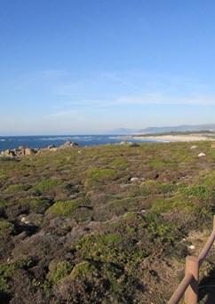 Camino Portugal