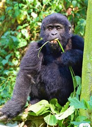 Uganda a Tanzanie – ráj zvířat
