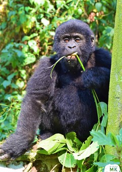 Uganda a Tanzanie – ráj zvířat