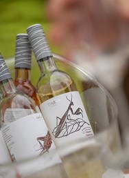  Festivalová stodola: Degustace festivalové kolekce vín