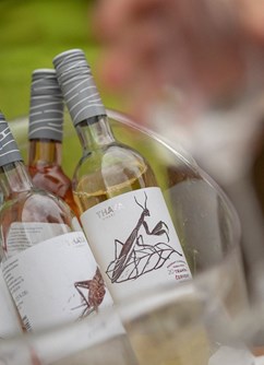  Festivalová stodola: Degustace festivalové kolekce vín