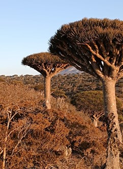 Spojené arabské emiráty a jemenská Sokotra