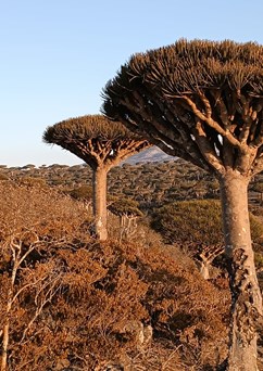 Spojené arabské emiráty a jemenská Sokotra
