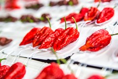 Chillibraní & Chilližrout 2016 - European hot food festival