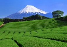 Degustace japonských čajů a japonských dezertů