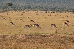 Keňa, Tanzánie, Zanzibar - Hakuna Matata
