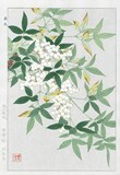 Perfumes of Japanese botanicals - workshop