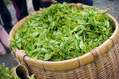 Degustace japonských čajů a dezertů spolu s pražením čaje