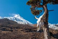 Nepál - hlavně sololit a killer (Manaslu circuit + Poon hill