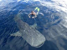 Papua a ostrov Jeju - žraloci, lidožrouti, přírodní živly