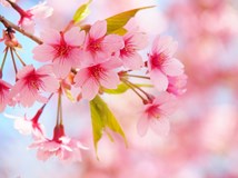 Hanami - japonské vůně jara 