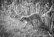 Benefiční galavečer Rodiny pro psy