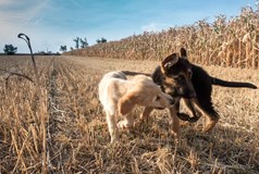 Benefiční galavečer Rodiny pro psy