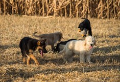 Benefiční galavečer Rodiny pro psy