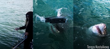 Sama mezi žraloky - Žraločí stáž v JAR (Tereza Košťálková)