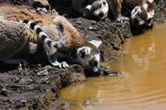 Madagaskar- co všechno jsme chtěli i nechtěli vidět