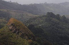 Zachraňme mlžné lesy v Kamerunu