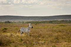Keňa:Dobrodružství mezi zebrami, čajovníky a ledovci(M.Vinš)