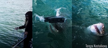 Sama mezi žraloky - Práce se žraloky v JAR(Tereza Koštálová)